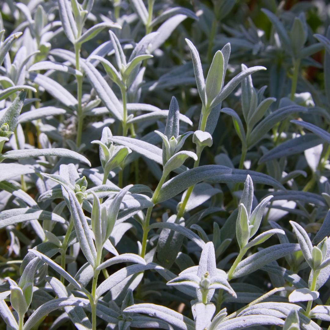 60x Cerastium tomentosum - ↕10-25cm - Ø9cm