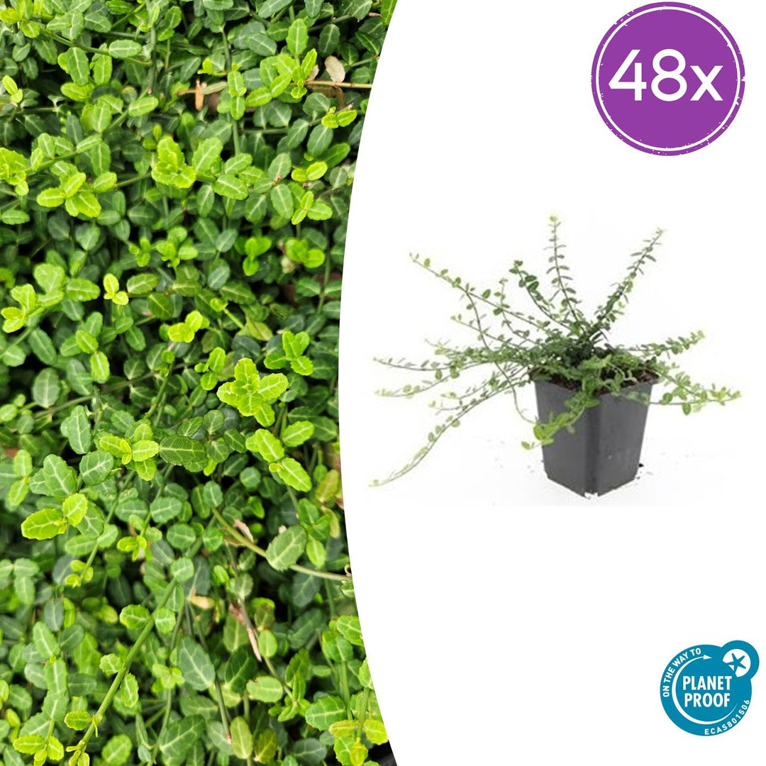 48x Euonymus fortunei 'Minimus' - Compact Evergreen Ground Cover - 10-25cm