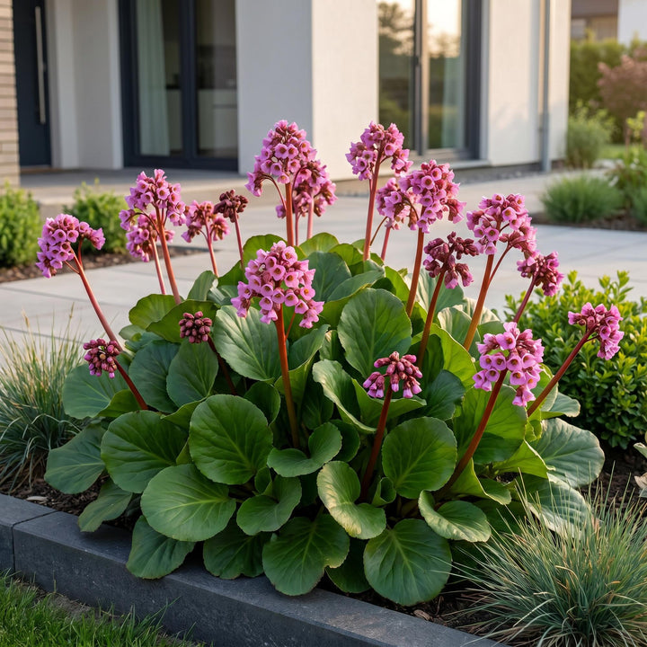24x Bergenia cordifolia elephant's ears plants in 11cm pots - view 6
