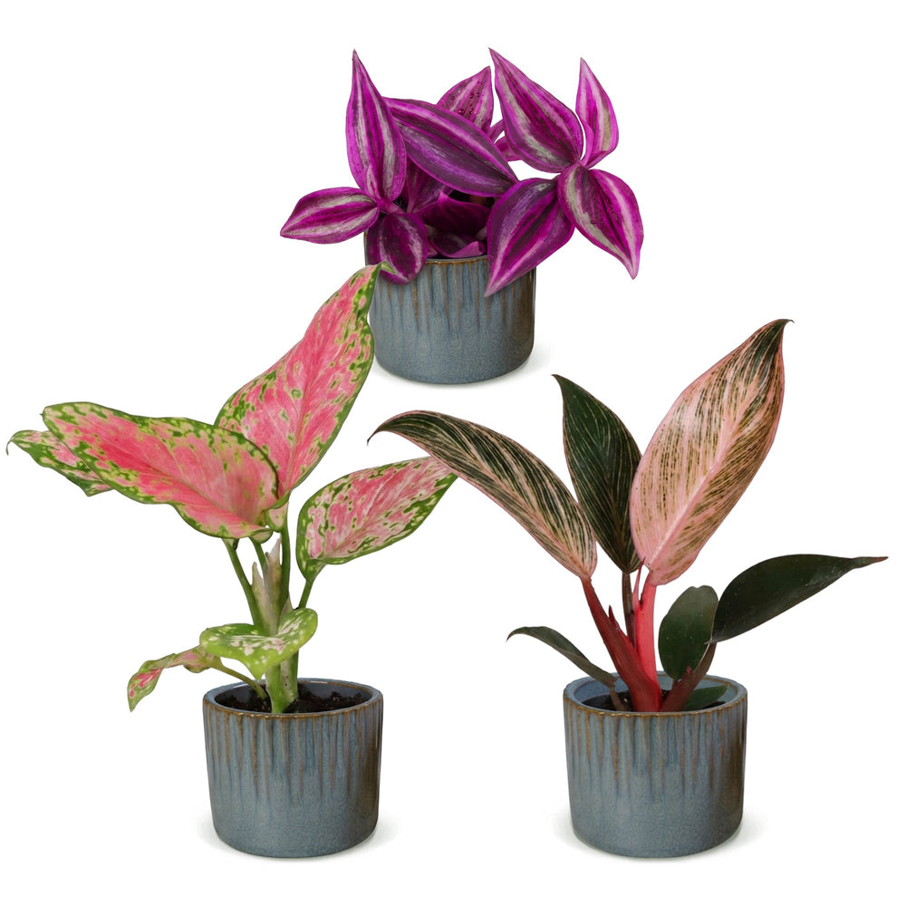 Baby Paradise Mix tropical houseplants, pack of 3 in Ø6cm pots, image 2