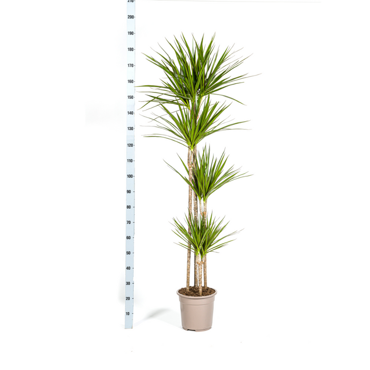 Dragon Tree (Dracaena marginata) - view 5