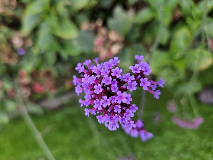24x Verbena Bonariensis 'Lollipop' - ↕10-25cm - Ø9cm