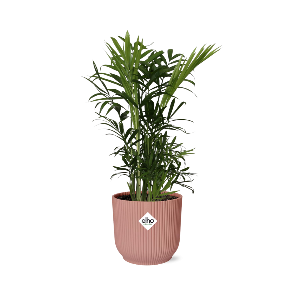 Chamaedorea Elegans - Dwarf Mountain Palm Indoor Plant 14cm Pot