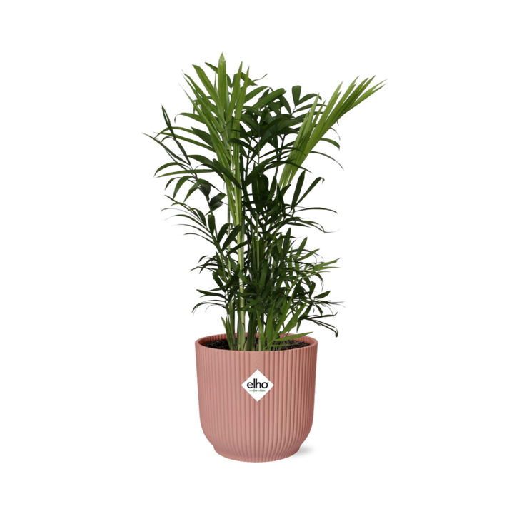 Chamaedorea Elegans - Dwarf Mountain Palm Indoor Plant 14cm Pot