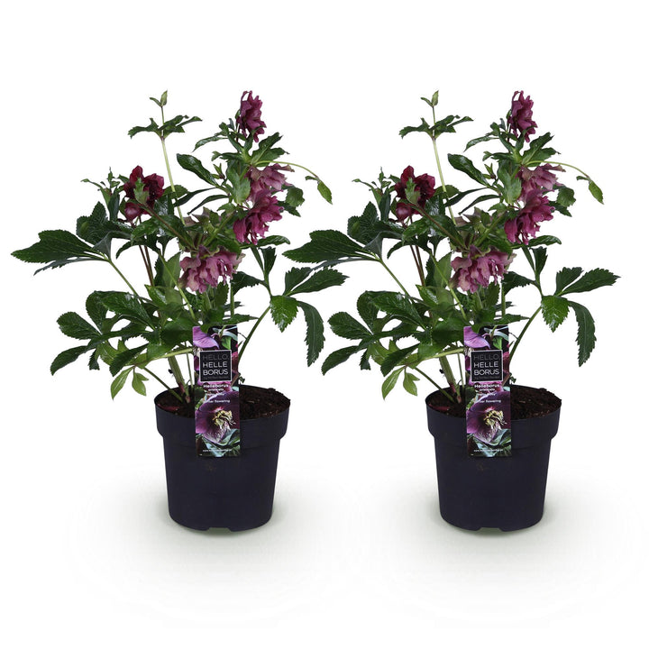 2x Helleborus orientalis 'Double Ellen Red' Lenten Rose in 14cm pots - view 2