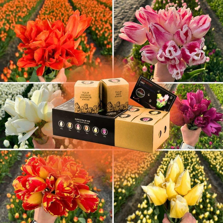 Luxury Dutch Tulip Mix box by Everspring with 90 assorted colorful bulbs for vibrant garden displays.