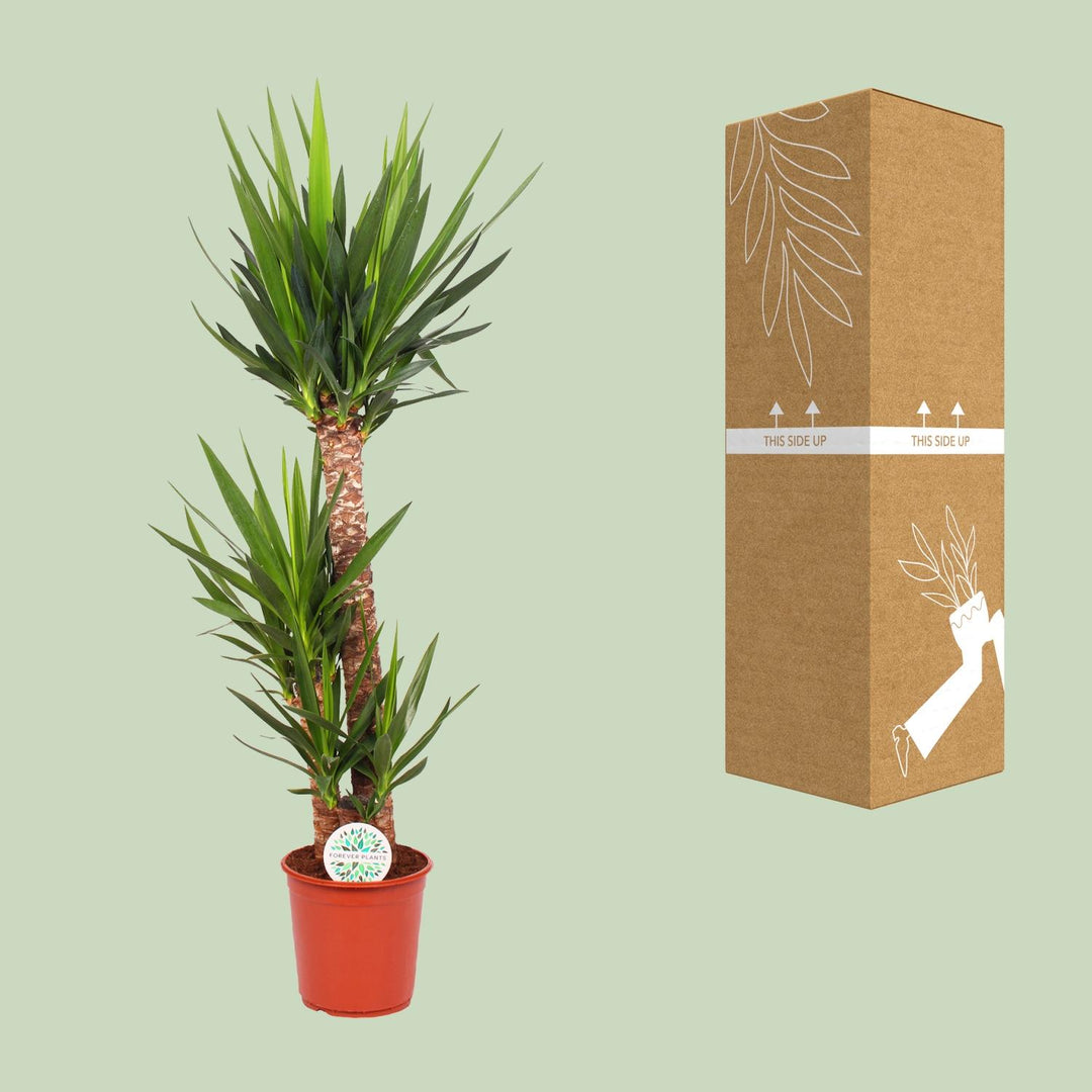 Yucca Elephantipes (Spineless Yucca): Elegant 125cm Tall, Ø24cm Pot – Air-Purifying & Low-Maintenance!