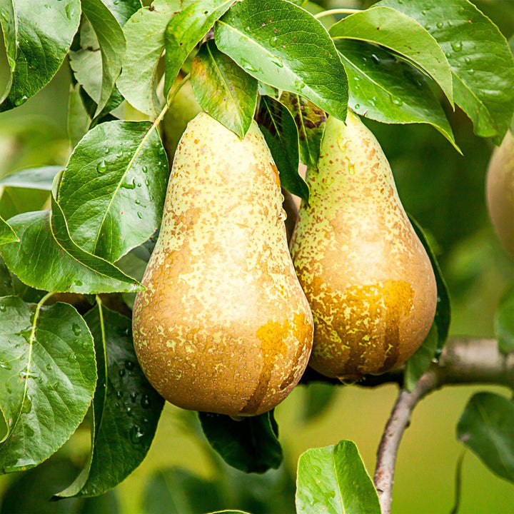 Pyrus communis 'Conference' pear tree, 1 tree about 90cm tall in a 21cm pot - view 5