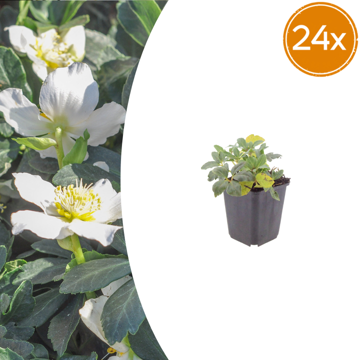 24x Helleborus niger - ↕10-25cm - Ø9cm