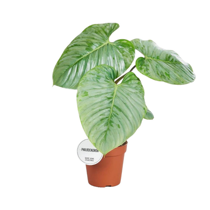 Philodendron plant with heart-shaped green leaves in a 45cm pot by Everspring, ideal for indoor spaces.