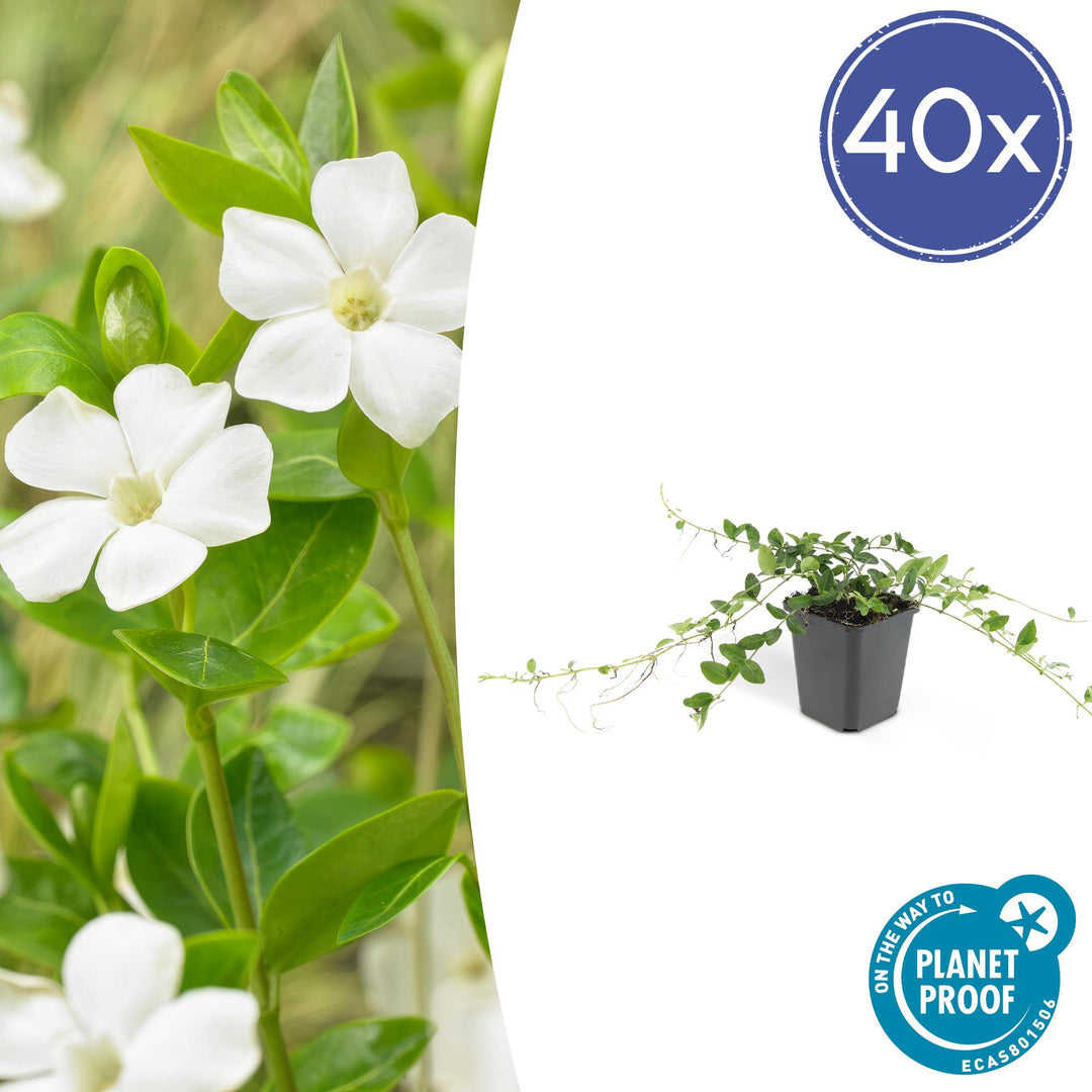 40x Vinca minor 'Alba' White Periwinkle - Evergreen Ground Cover