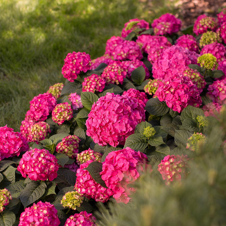 8 Hydrangea macrophylla Endless Summer Summer Love Red plants in 14cm pots - view 6