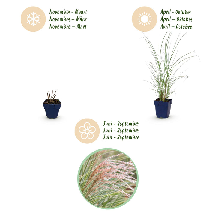 Pack of 24 Miscanthus sinensis 'Morning Light' maiden grass plants in 11cm pots - view 4