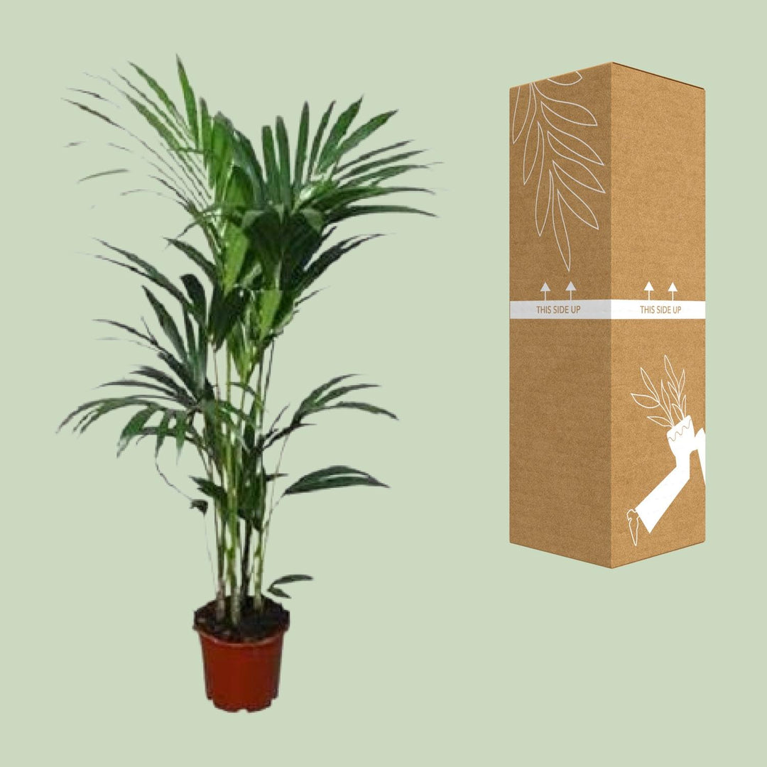 Kentia Palm Plant - Howea Forsteriana 120cm Low Light Indoor Palm