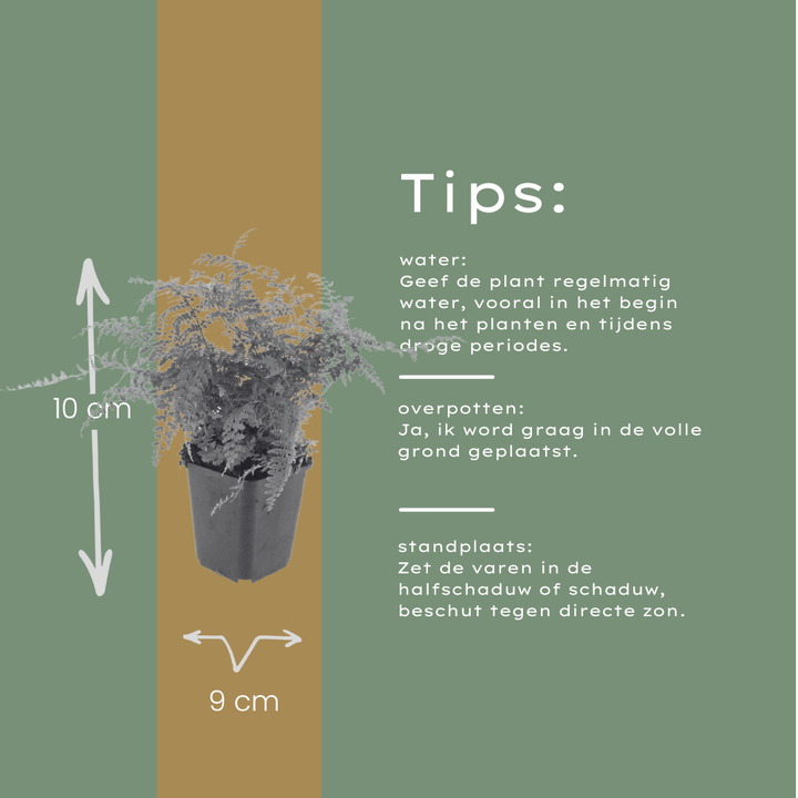 24x Polystichum set. 'Herrenhausen'- ↕10-25cm - Ø9cm