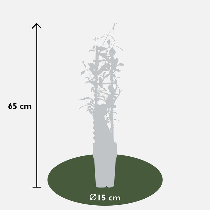 3x Trachelospermum Mix - Star Jasmine Selection - Ø15cm - ↕65cm