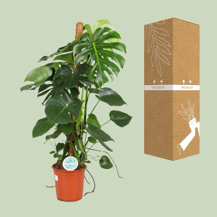 Monstera Deliciosa Plant 105cm - Large Indoor Houseplant 24cm Pot