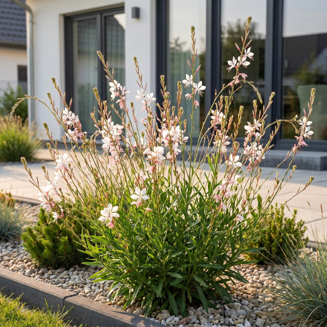 24x Gaura lindheimeri Whirling Butterflies plants in 11cm pots - view 6