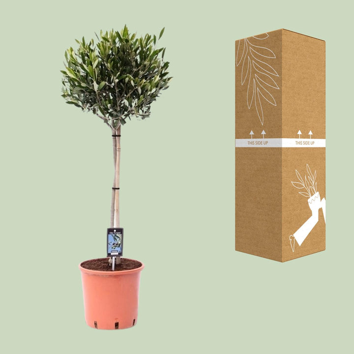 Olive Tree Olea Europaea 100cm - Mediterranean Garden Plant