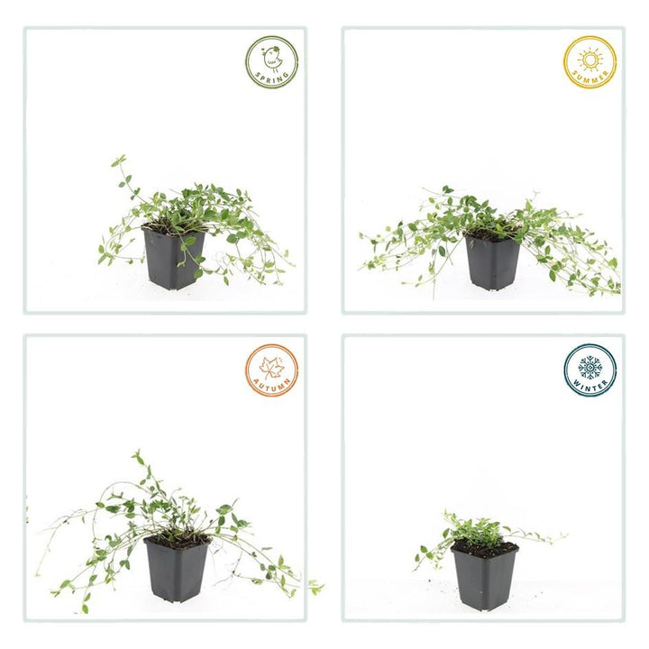 6x Vinca minor 'Gertrude Jekyll' - ↕10-25cm - Ø9cm