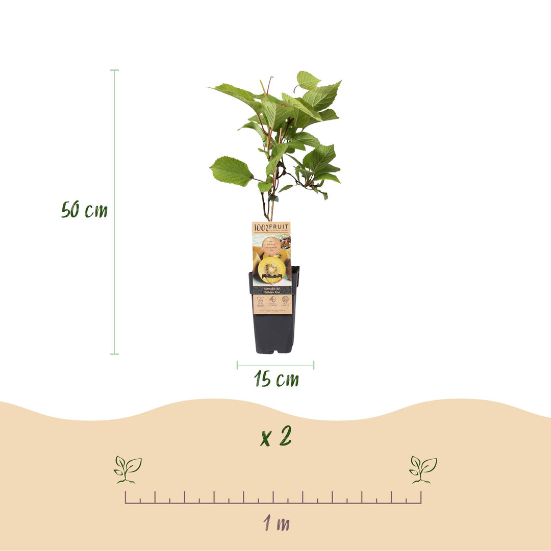 Hardy kiwi plants (Actinidia), view 3