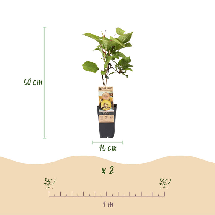 Hardy kiwi plants (Actinidia), view 3