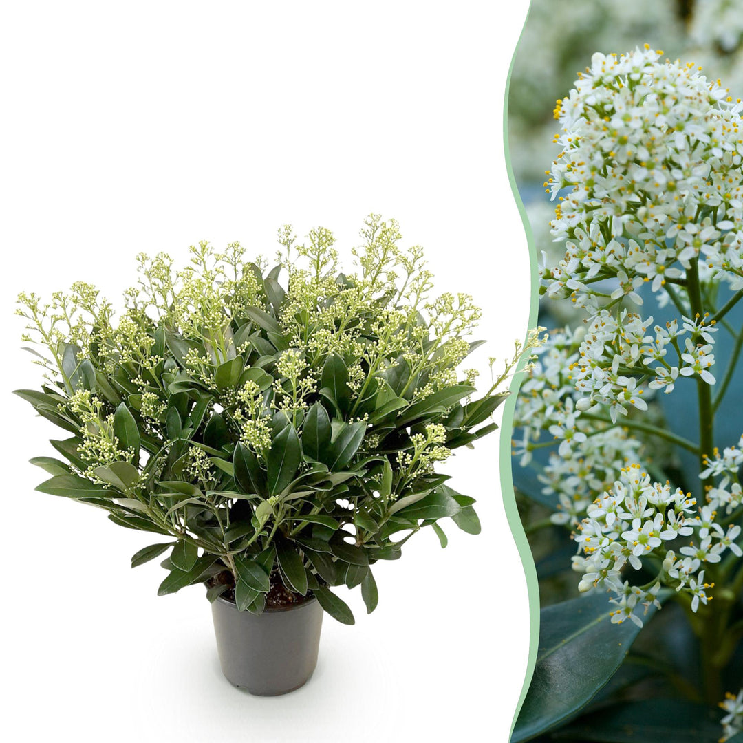 Skimmia japonica 'Finchy' in a 19cm pot, 60cm tall