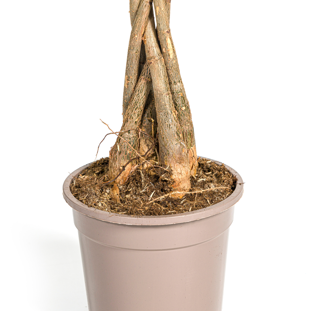 Pachira Aquatica 70-90cm — Geldbaum im 19cm Topf