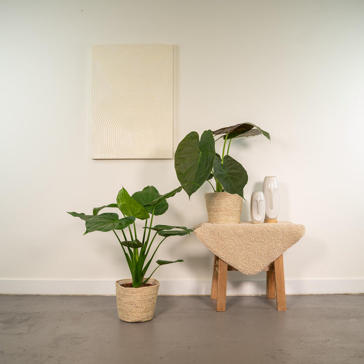 Alocasia Cucullata & Wentii Duo - Indoor Air Purifying Plants Set