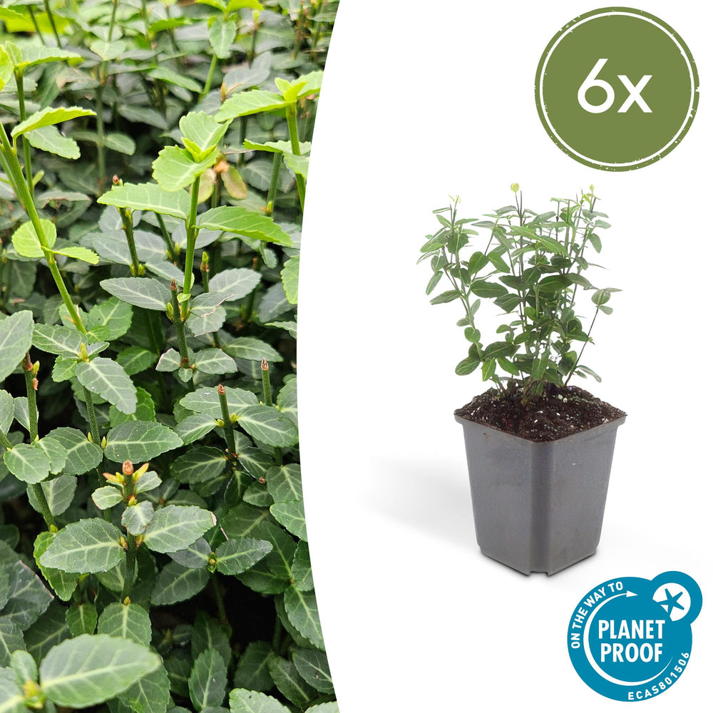 Euonymus fortunei with small oval green leaves and thin stems in grey plastic pot, 10-25cm tall, 6x pack