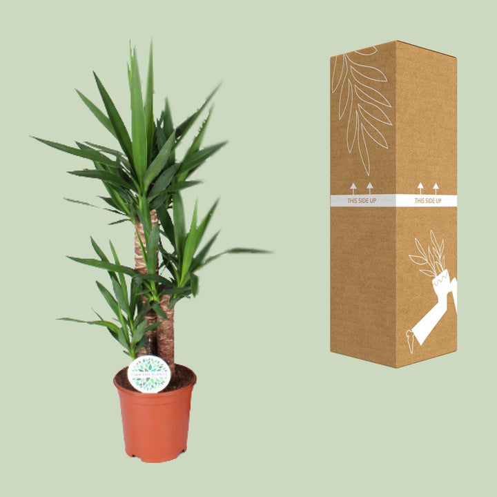 Yucca Plant: Elegant 90cm Tall, Ø21cm Pot – Low Maintenance & Striking!