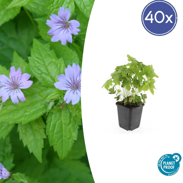 40x Geranium Nodosum - Hardy Purple Cranesbill - 10-25cm - 9cm Pot