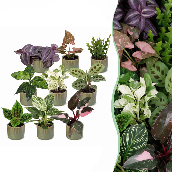 Baby Plants Surprise Box, pack of 9 tropical plants in 6 cm pots