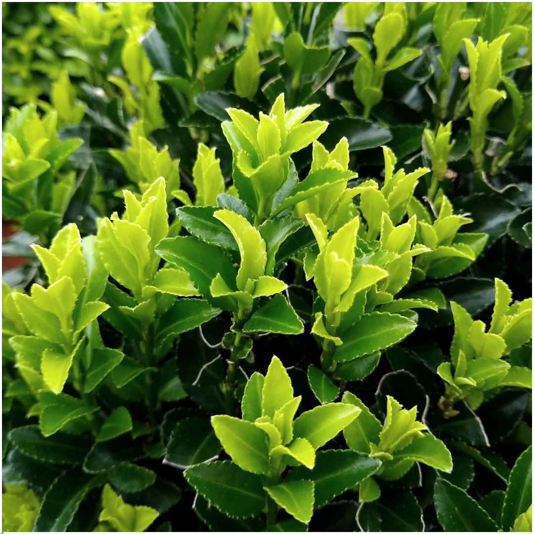 Euonymus japonicus 'Green Spire' hedge plants, pack of 6 in 7cm pots, image 3