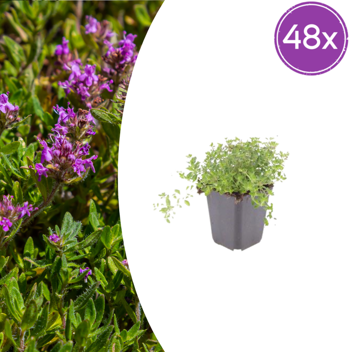 48x thymus serpyllum plants in black pots, 10-25cm tall with purple flowers, by Everspring.