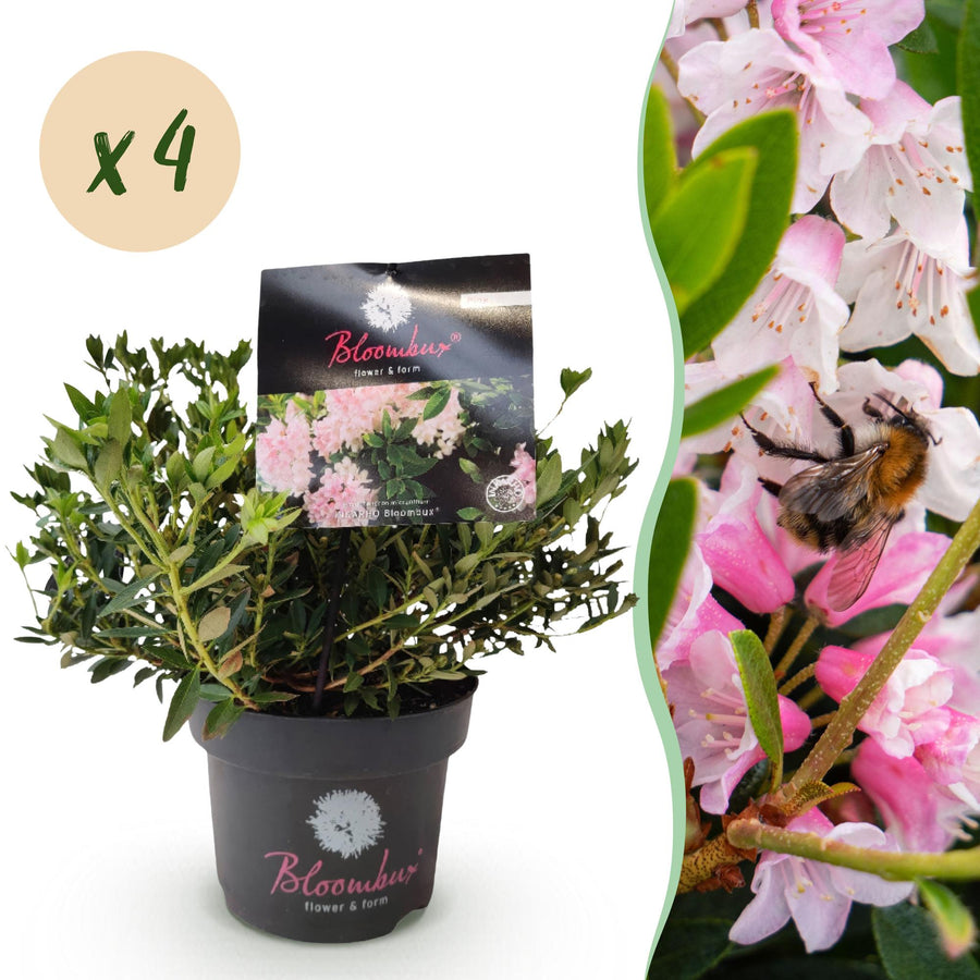 4 Rhododendron Bloombux Light Pink plants in 17cm pots, 30-40cm tall