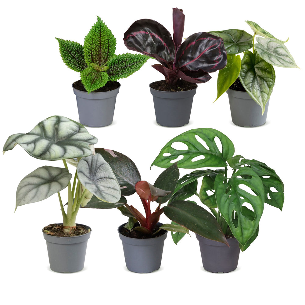 Baby Jungle Mix houseplants, pack of 6 tropical foliage plants, image 2