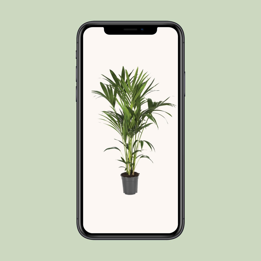 Kentia Palm 120cm - Howea Forsteriana Indoor Plant Air Purifying