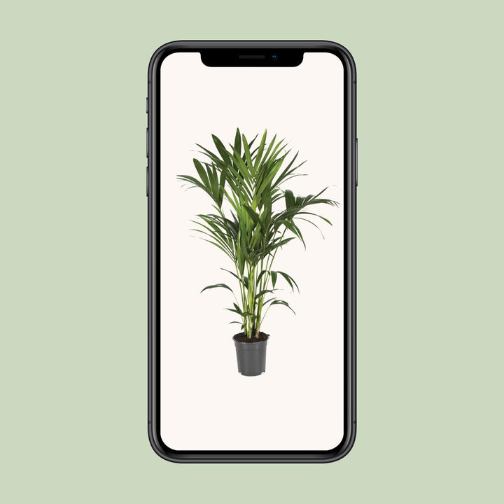 Kentia Palm 120cm - Howea Forsteriana Indoor Plant Air Purifying