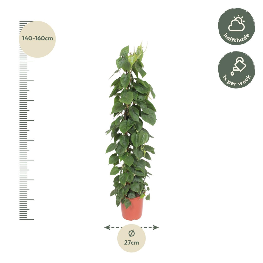 Philodendron Bipinnatifidum Cum Laude - Large Tropical Houseplant