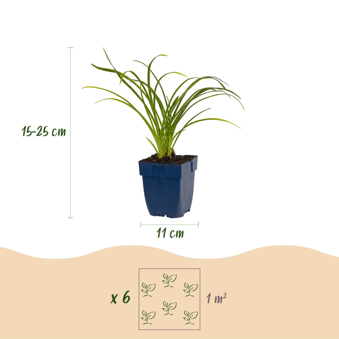 24 Hemerocallis 'Stella de Oro' daylily plants in 11cm pots, 15-25cm tall - view 3