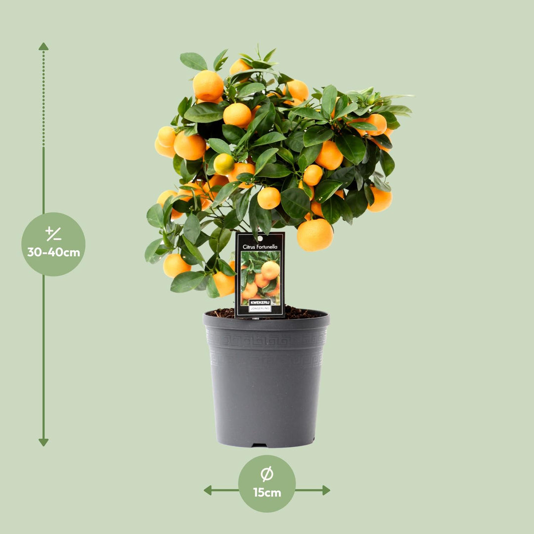 Citrus Calamondin - Mini Orange Tree - Ø15cm - ↕40cm