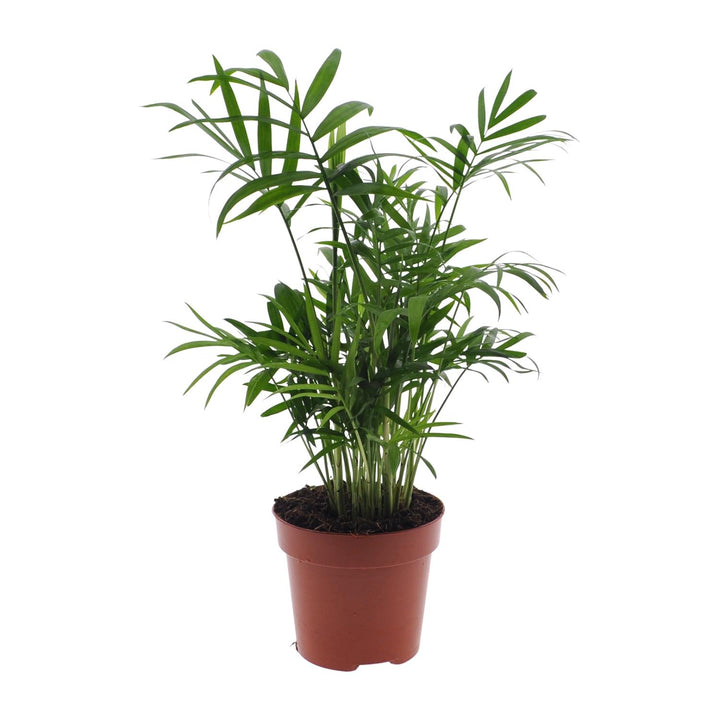 Chamaedorea Elegans Palm 40cm - Indoor Dwarf Mountain Palm Plant