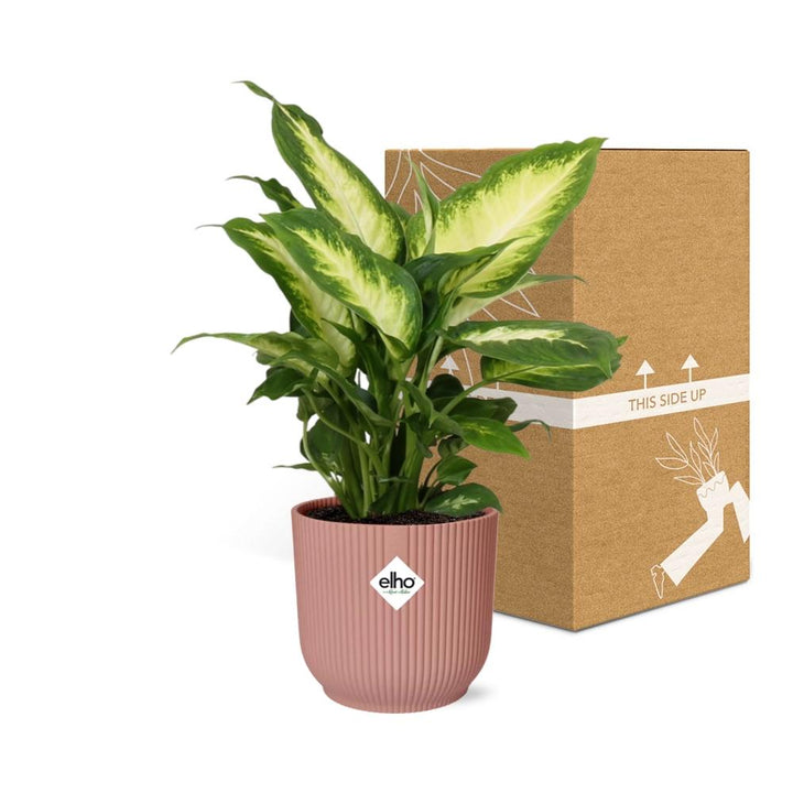 Dieffenbachia Camilla (Dieffenbachia 'Camilla') in a pink ELHO Vibes pot, view 11