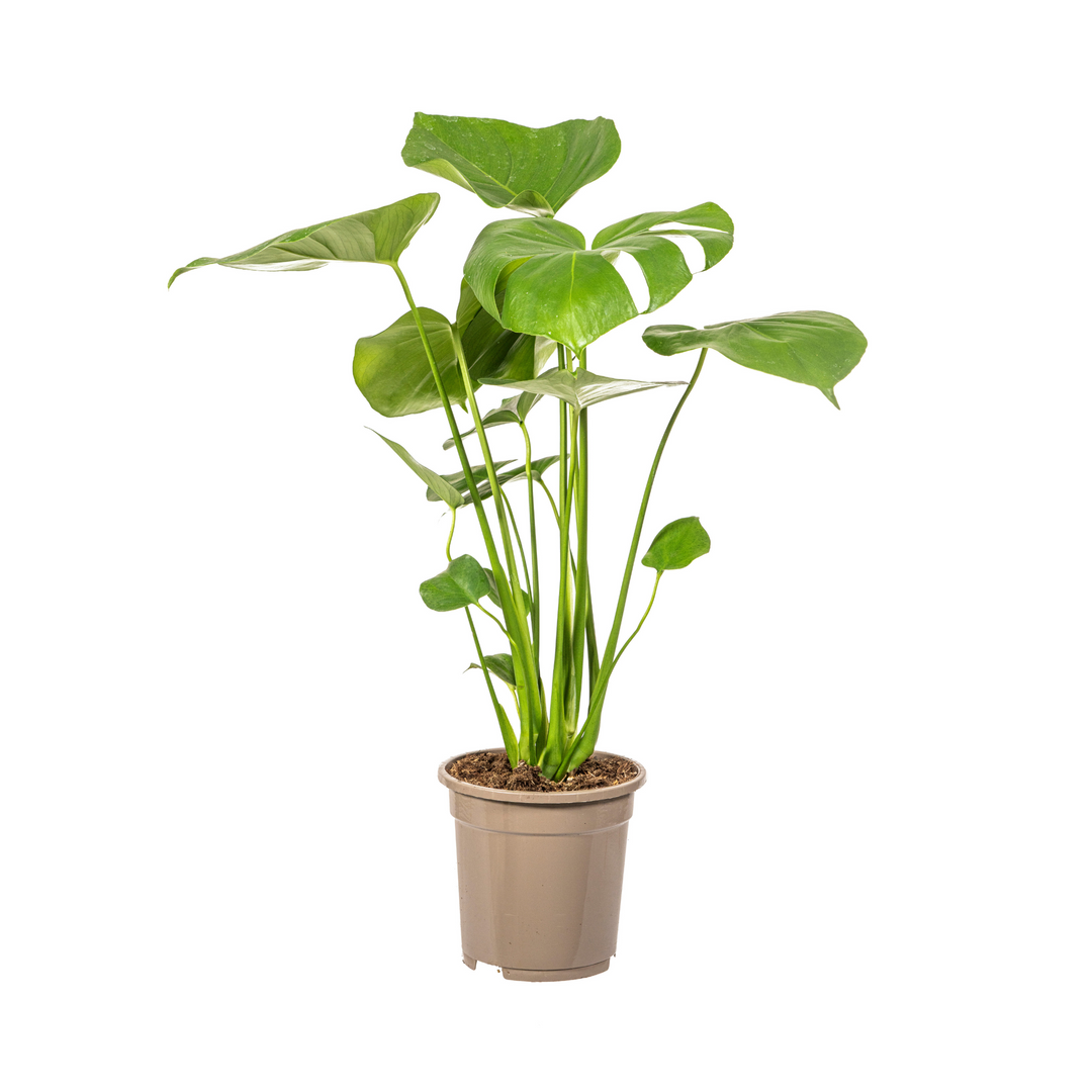 Monstera Deliciosa Tauerii 50-70cm — Mini Monstera in 17cm pot