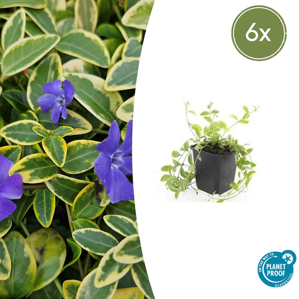 Trailing evergreen ground-cover with blue flowers close-up of 6x Vinca minor 'Aureovariegata' - ↕10-25cm - Ø9cm