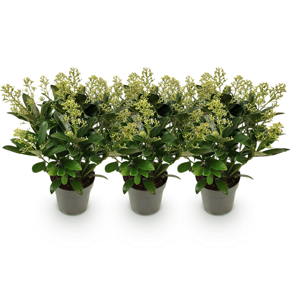 Pack of 3 Skimmia japonica 'Finchy' plants in 15cm pots, 30cm tall - view 2