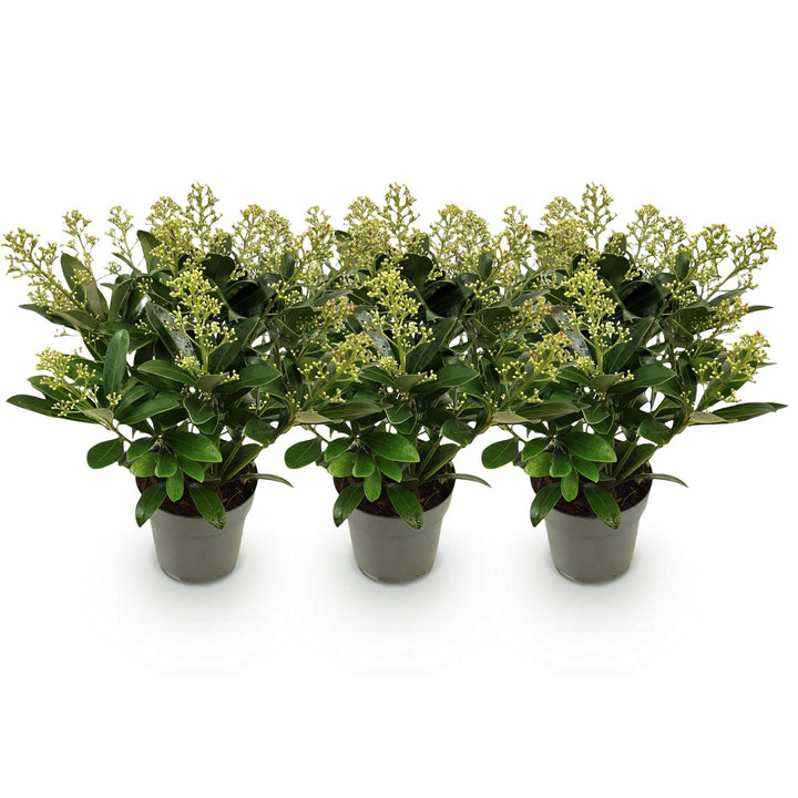 Pack of 3 Skimmia japonica 'Finchy' plants in 15cm pots, 30cm tall - view 2