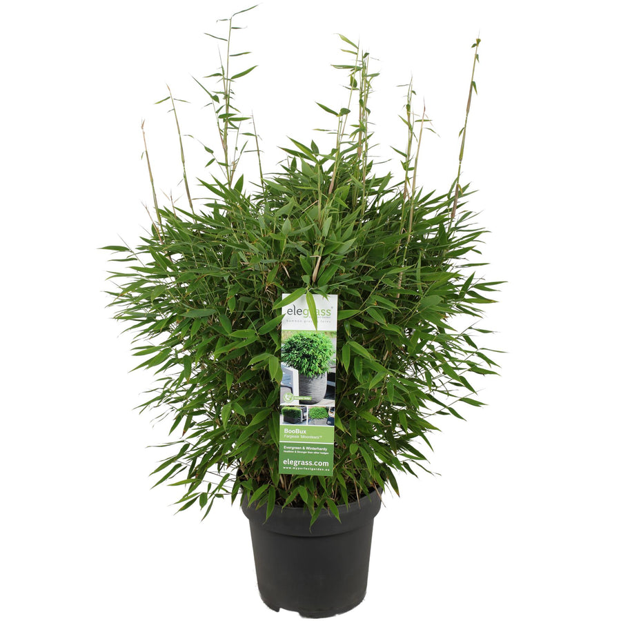 Green Fargesia Moontears bamboo plant, compact and evergreen, ideal as a boxwood alternative hedge by Everspring