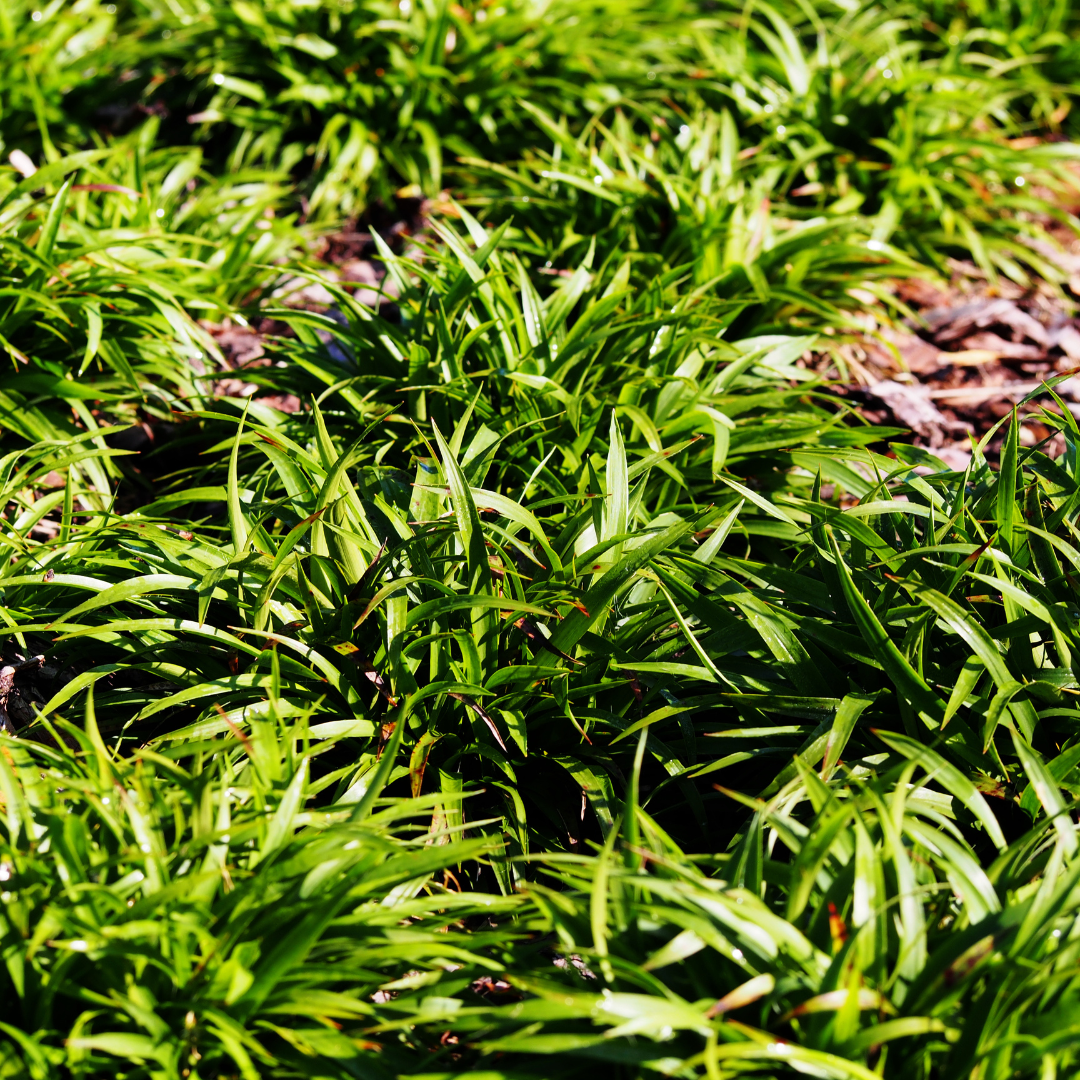 Dense cluster of Luzula sylvatica woodland rush with narrow green leaves and brown stems on bark mulch
